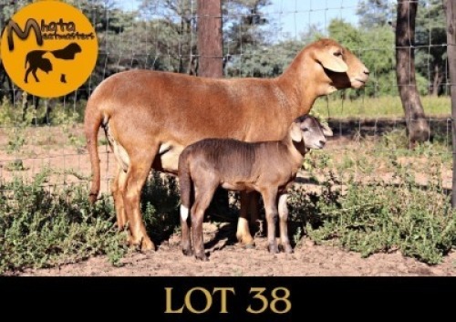 1+1X MEATMASTER Ewe + Lamb Mahata Meatmasters