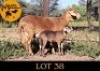 1+1X MEATMASTER Ewe + Lamb Mahata Meatmasters