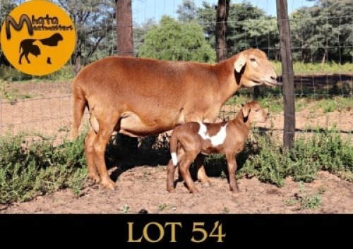 1+1X MEATMASTER Ewe + Lamb Mahata Meatmasters
