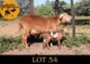 1+1X MEATMASTER Ewe + Lamb Mahata Meatmasters