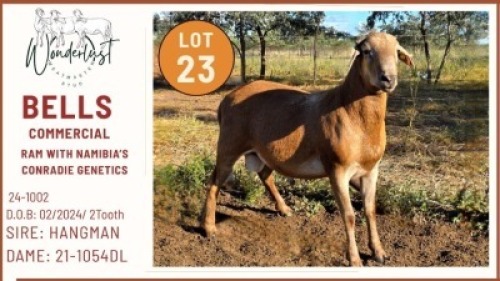 1+1X MEATMASTER Male Wonderlust Meatmaster Stud