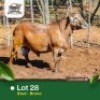 1X MEATMASTER Male Rams Farms