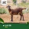1X MEATMASTER Ewe Rams Farms