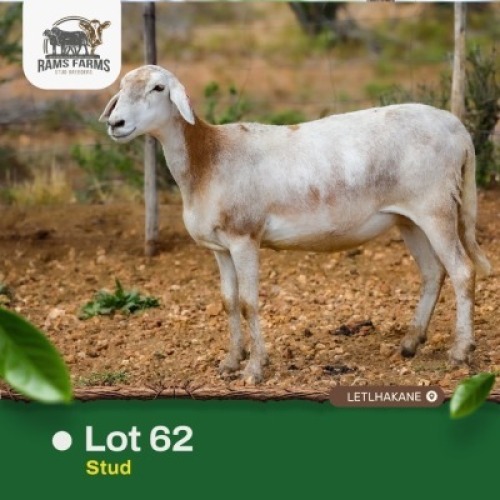 1X MEATMASTER Ewe Rams Farms