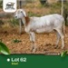 1X MEATMASTER Ewe Rams Farms