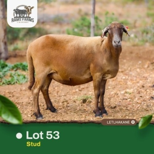 1X MEATMASTER Ewe Rams Farms