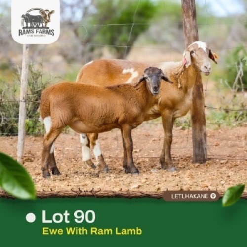 1+1X MEATMASTER Male Rams Farms (Per animal to take the lot)