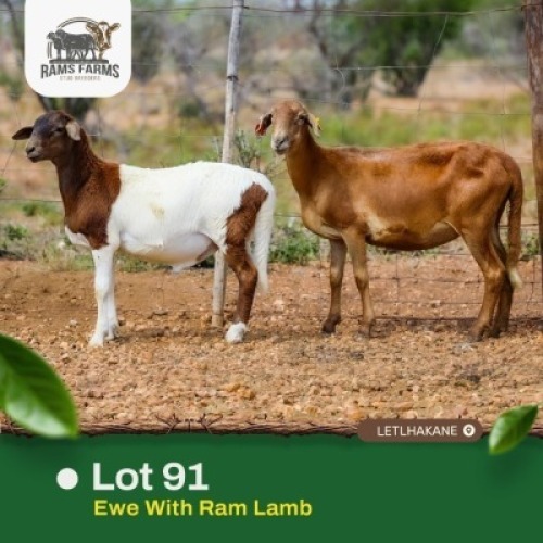 1+1X MEATMASTER Ewe + Lamb Rams Farms (Per animal to take the lot)