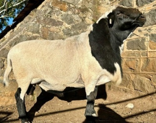 1X MEATMASTER RAN Elandspoort Meatmasters