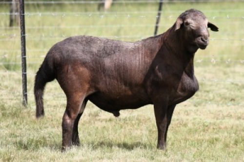 1X MEATMASTER RECORDED RAM Moneymaker Meatmasters