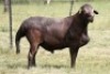 1X MEATMASTER RECORDED RAM Moneymaker Meatmasters