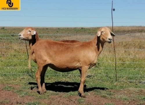 2X MEATMASTER EWE HC2 Meatmasters (Per animal to take the lot)