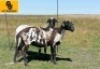 2X MEATMASTER EWE HC2 Meatmasters (Per animal to take the lot)