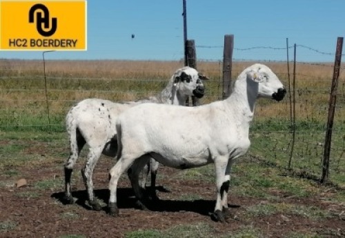 2X MEATMASTER EWE HC2 Meatmasters (Per animal to take the lot)