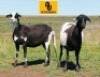 2X MEATMASTER EWE HC2 Meatmasters (Per animal to take the lot)