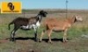 2X MEATMASTER EWE Elandspoort Meatmasters (Per animal to take the lot)