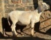 1X MEATMASTER EWE Elandspoort Meatmasters