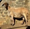 1X MEATMASTER EWE Elandspoort Meatmasters