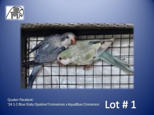 1-1 '24 Quaker Parakeet: Blue Slaty Opaline/?cinnamon x AquaBlue Cinnamon - Fanie Klopper
