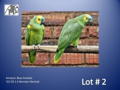 1-1 '21/'22 Amazon: Blue-fronted: Normal x Normal - Fanie Klopper