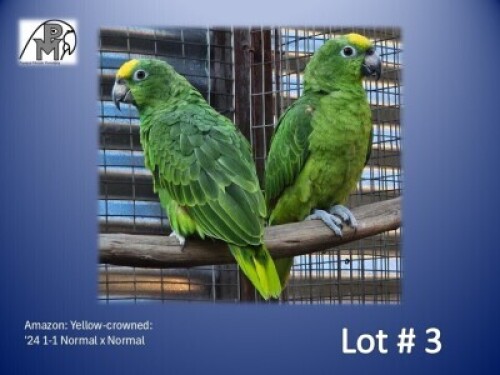 1-1 '24 Amazon: Yellow-crowned: Normal x Normal - Fanie Klopper