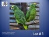 1-1 '24 Amazon: Yellow-crowned: Normal x Normal - Fanie Klopper