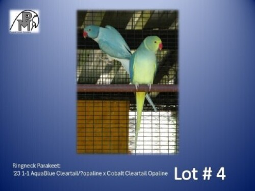 1-1 '23 Ringneck Parakeet: AquaBlue Cleartail/?opaline x Cobalt Cleartail Opaline - Fanie Klopper