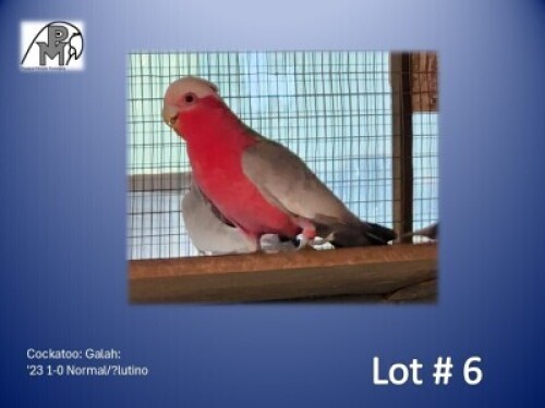 1-0 '23 Cockatoo: Galah: Normal/?lutino - Koos Taljaard