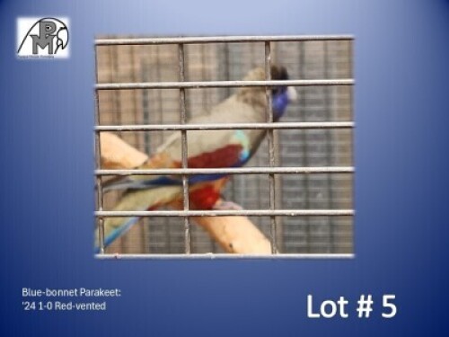 1-0 '24 Blue-bonnet Parakeet: Red-vented - Koos Taljaard
