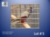 1-0 '24 Blue-bonnet Parakeet: Red-vented - Koos Taljaard