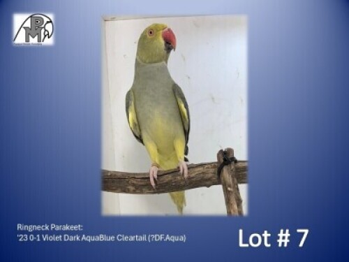 0-1 '23 Ringneck Parakeet: Violet Dark AquaBlue Cleartail (?DF.Aqua) - Piet Jacobs