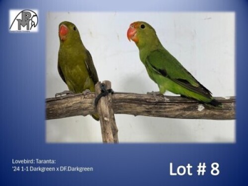 1-1 '24 Lovebird: Taranta: Darkgreen x DF.Darkgreen - Piet Jacobs