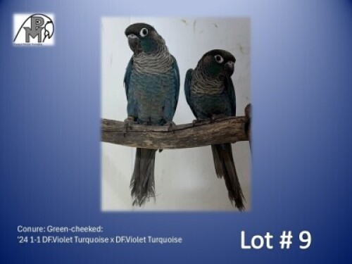 1-1 '24 Conure: Green-cheeked: DF.Violet Turquoise x DF.Violet Turquoise - Piet Jacobs