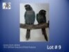 1-1 '24 Conure: Green-cheeked: DF.Violet Turquoise x DF.Violet Turquoise - Piet Jacobs