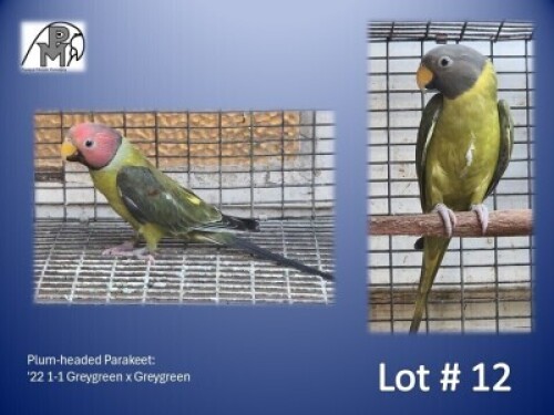 1-1 '22 Plum-headed Parakeet: Greygreen x Greygreen - Mike Riley