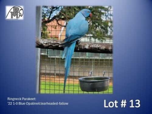1-0 '22 Ringneck Parakeet: Blue Opaline/clearheaded-fallow - Mike Riley