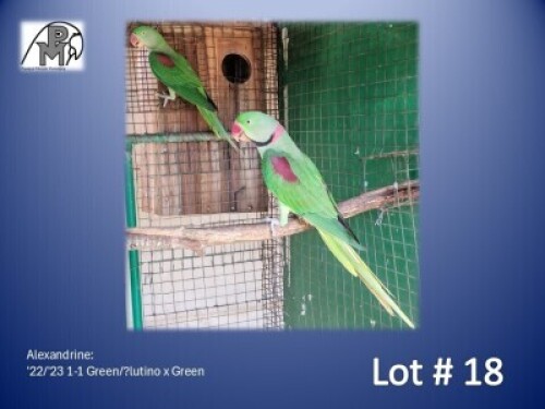 1-1 '22/'23 Alexandrine: Green/?lutino x Green - E B Shaik