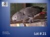 1-0 '23 African Grey: Normal - Mark Evans