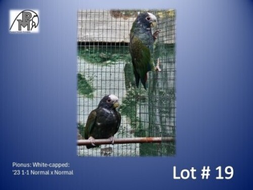 1-1 '23 Pionus: White-capped: Normal x Normal - Mark Evans