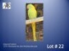 0-1 '23 Ringneck Parakeet: Violet-green Aus.Dom.Pied/blue/adm.pied - Jaco Rossouw