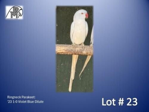 1-0 '23 Ringneck Parakeet: Violet Blue Dilute - Jaco Rossouw