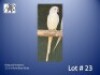 1-0 '23 Ringneck Parakeet: Violet Blue Dilute - Jaco Rossouw