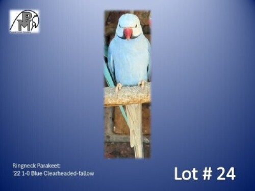 1-0 '22 Ringneck Parakeet: Blue Clearheaded-fallow - Jaco Rossouw