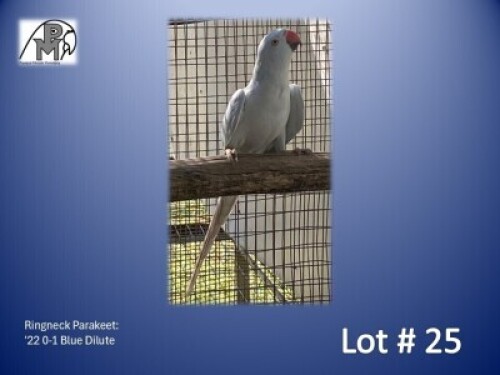 0-1 '22 Ringneck Parakeet: Blue Dilute - Birds Haven