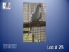0-1 '22 Ringneck Parakeet: Blue Dilute - Birds Haven