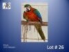 0-1 '24 Macaw: Harlequin - Birds Haven