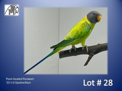 1-0 '23 Plum-headed Parakeet: Opaline/blue - Herbst & Seuns Vo&euml;lboerdery