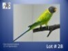 1-0 '23 Plum-headed Parakeet: Opaline/blue - Herbst & Seuns Vo&euml;lboerdery