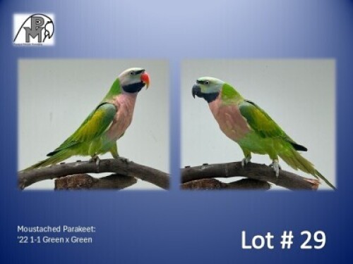 1-1 '22 Moustached Parakeet: Green x Green - Herbst & Seuns Vo&euml;lboerdery