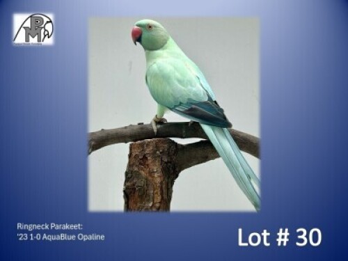 1-0 '23 Ringneck Parakeet: AquaBlue Opaline - Herbst & Seuns Vo&euml;lboerdery